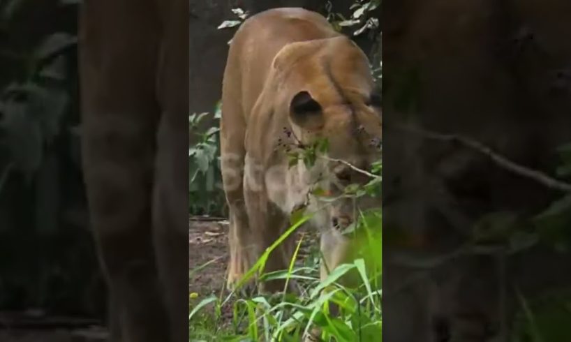 Panther fight danger dog babyvideo funnyvideo #animal #wildlife #dog #ytshorts #shorts