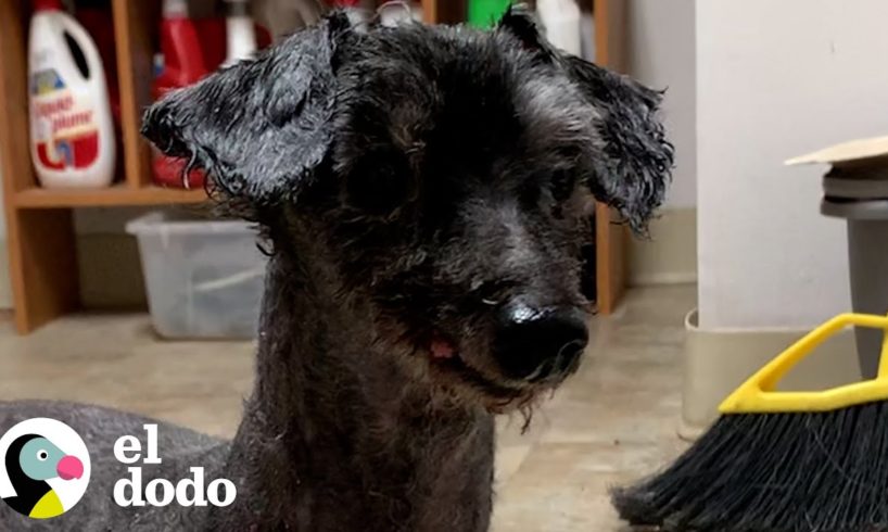 Parro enmarañado de 15 años ni siquiera parecía un perro | El Dodo