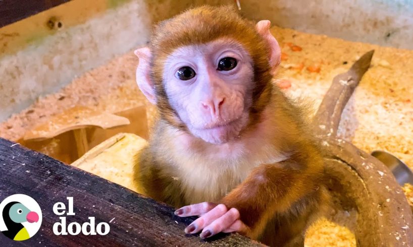 Pequeño mono salvado de un zoológico ama a su nueva familia | El Dodo