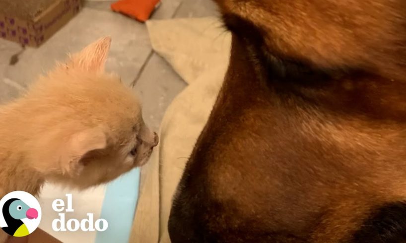 Perrita dulce le enseña a otras mascotas cómo cuidar a los gatitos | Parejas Disparejas | El Dodo