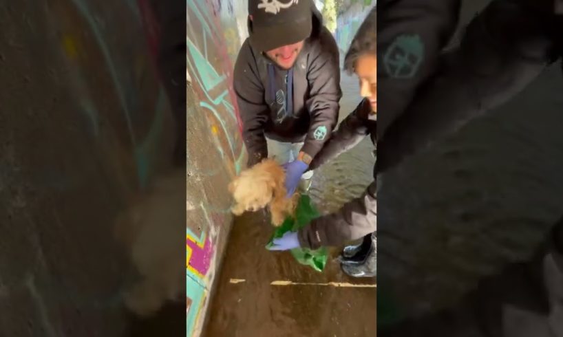 Person Rescues Dog From Drain And Adopts Him