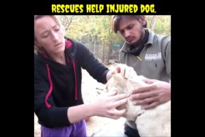 Rescues help injured 😭😭🐕dog./#shorts.........