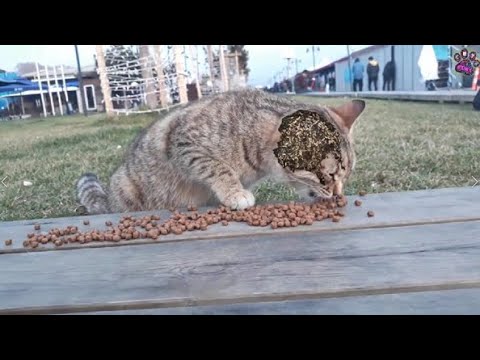 SHHHT ! ! Poor Stray CAT Was So Hungry When We Found Him / Animal Rescue Video 2022