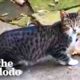 Skittish Cat Befriends Woman Then Has Kittens In Her Garage | The Dodo