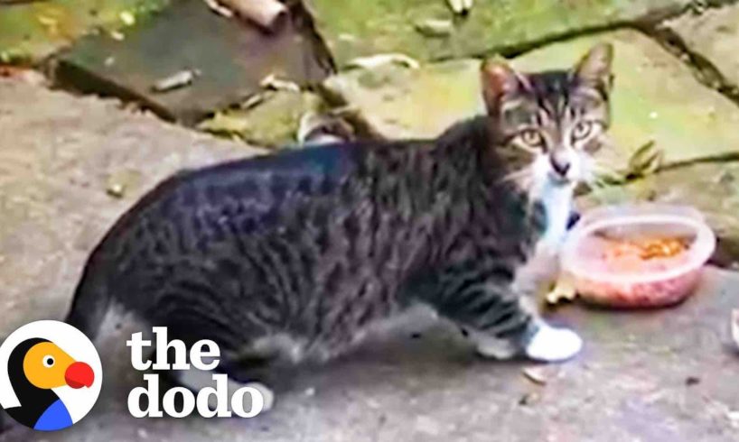 Skittish Cat Befriends Woman Then Has Kittens In Her Garage | The Dodo