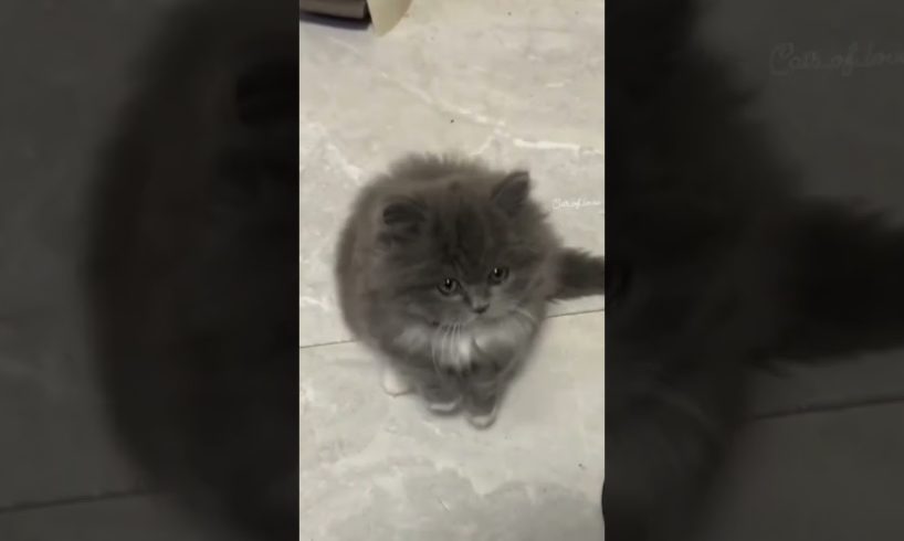 So cute baby cat 😘😘 playing||#shorts #ytshorts #viral #animals #cats #dogs