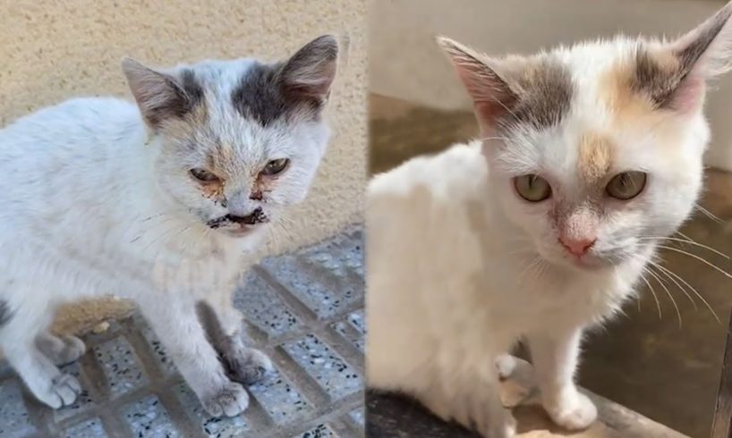 Street Kitten Rescue: Before and After - Save Cat's Life