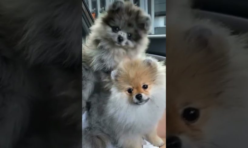 The CUTEST PUPPIES 🐶🐶|PETS LOVERS ♥️ #shorts #puppy #pets  #cutedog #funny #compilation