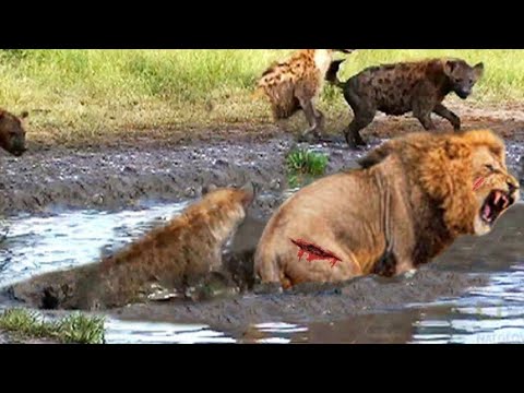 The Greatest Fights In The Animal Kingdom | Top | Animals fight