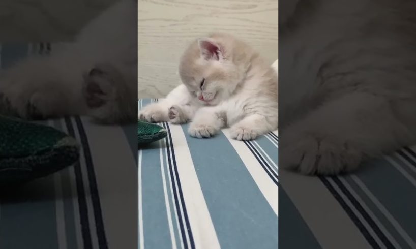 The cutest kitten is sleeping. cutest cat video