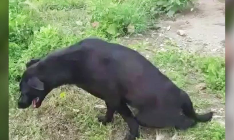 The heartbreaking truth behind the dog crawling begging for food at the bus stop