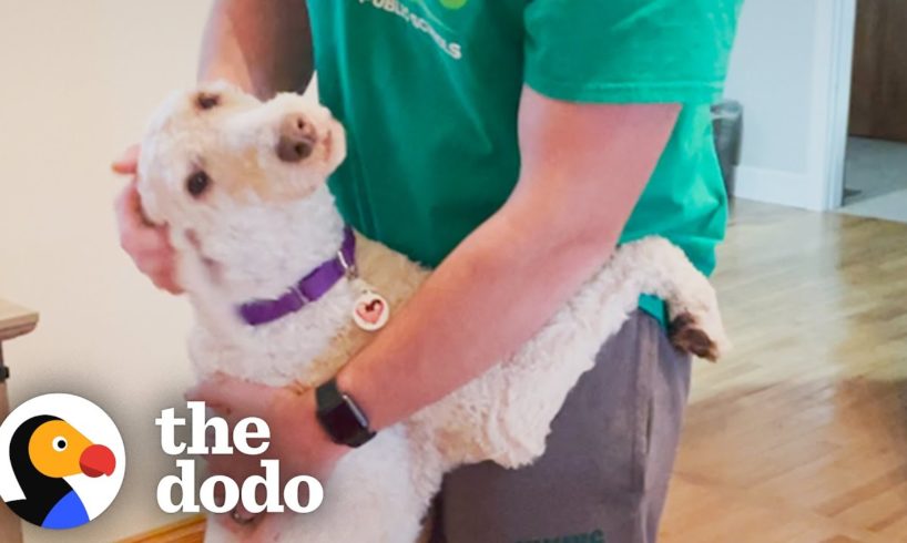 This Poodle Hugs Everyone She Meets | The Dodo Foster Diaries