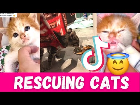 TikTok Cat Rescues & Adoptions 🥺 Compilation Video