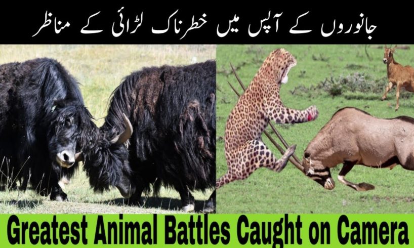 Top 3 Greatest Animal Battles Caught on Camera / Animals Fight / خطرناک جانوروں کی لڑائی   #shorts