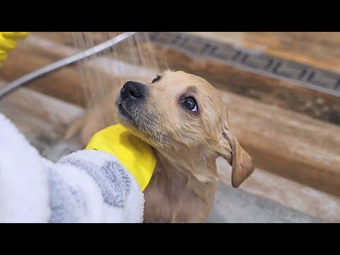 Two Puppies Fall In Love With The Girl Who Rescued Them