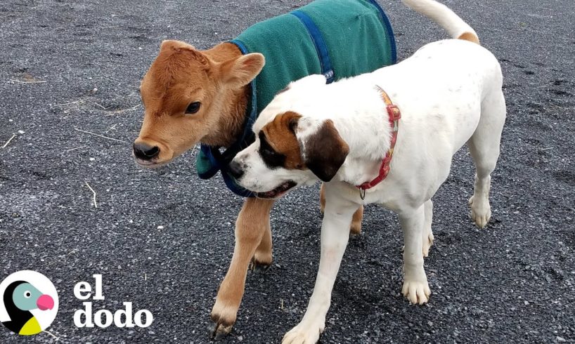 Vaca bebé rescatada comienza a jugar con un perro de su tamaño | El Dodo