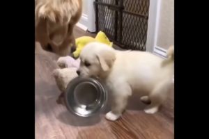 a cute doggy want breakfast 🤣 cute puppy @cutest puppies city #shorts cute puppy funny video #short