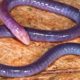 #weired things#wild animal fights#interesting facts Caecilian facts ;Neither A Worm nor A Snake