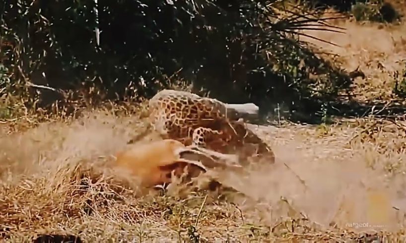 when animal fights back, baboons fighting leopard.