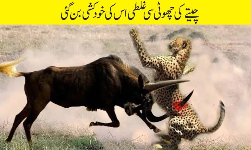 وائلڈ بیسٹ اور چیتا کی بہت ہی زبردست لڑائی | Angry Wildebeest Attack Cheetah Wild Animals Fights