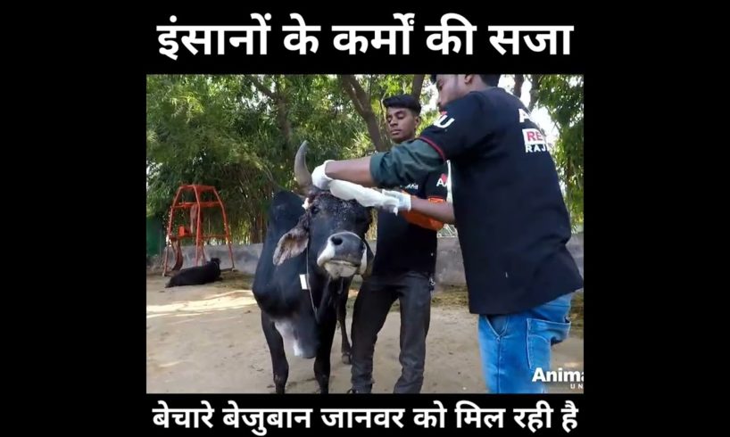 इंसानों की कर्मो की सजा बेजुबान जानवर को मिल रही है।@Animal Aid Unlimited, India ।#shorts।#bull