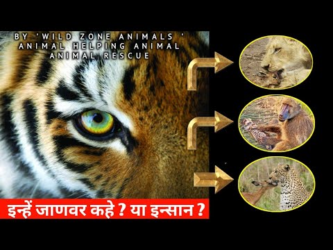 इन्हें इन्सान कहे ? या जाणवर ?animals rescue animals | 🤓 animals rescue