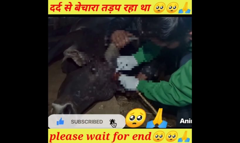 बेचारा दर्द से मर जाता 🥺😭#shorts #youtube #dog