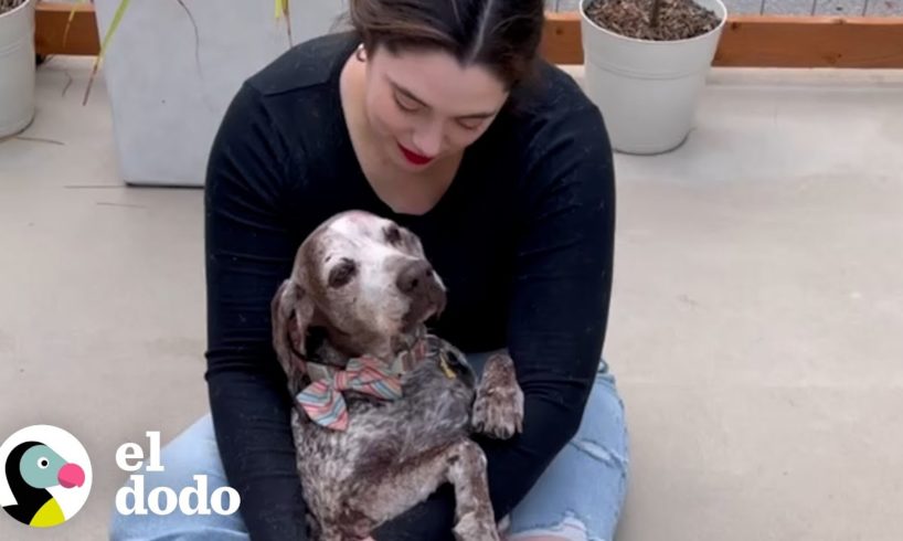 1 año con un perro mayor rescatado | El Dodo