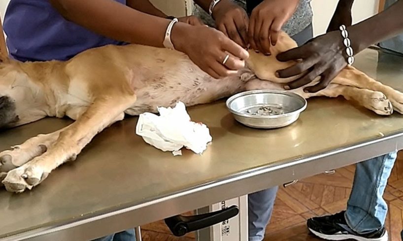 Removing Monster Mango worms From Poor Dog! Animal Rescue Videos 2022