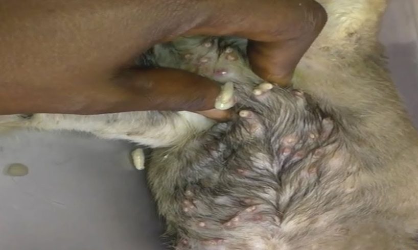 Removing Monster Mango worms From Poor Dog! Animal Rescue Videos 2022