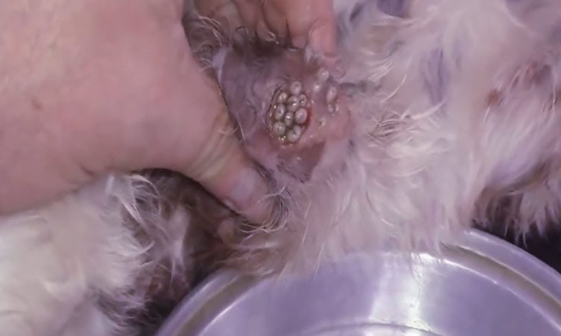 Removing Monster Mango worms From Poor Dog! Animal Rescue Videos 2022