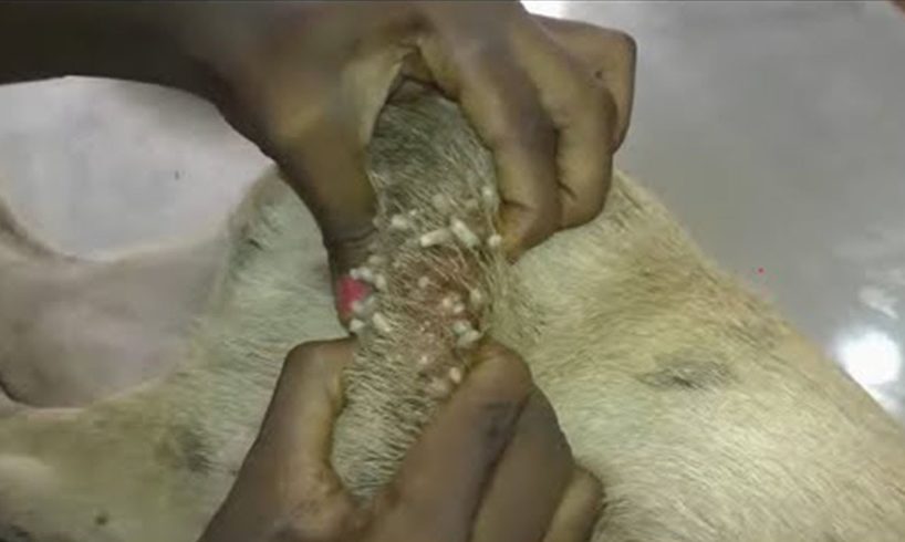 Removing Monster Mango worms From Poor Dog! Animal Rescue Videos 2022