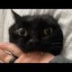 Funny animals - Funny cats / dogs - Funny animal videos 194