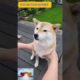 cutest dogs and cats in world shorts cute dogs funny dog tiktok funnydogs s