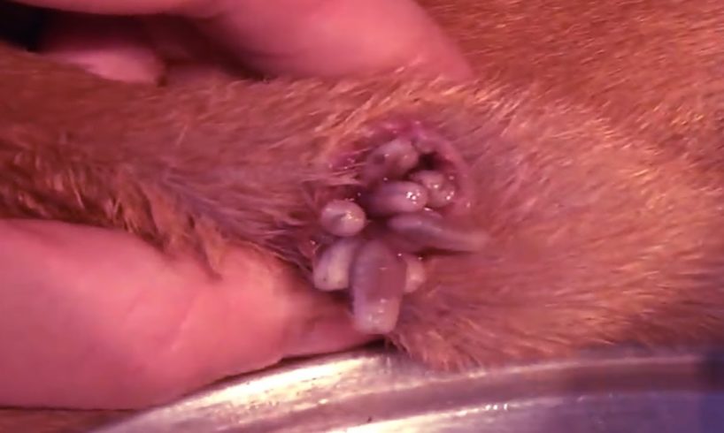 Removing Monster Mango worms From Helpless Dog! Animal Rescue Video 2022 #101