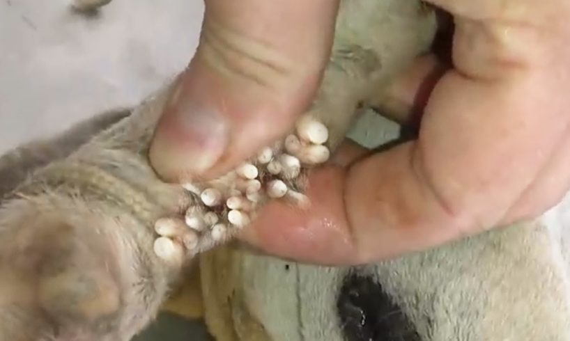 Removing Monster Mango worms From Helpless Dog! Animal Rescue Video 2022 #106