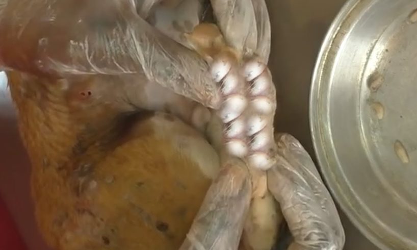 Removing Monster Mango worms From Helpless Dog! Animal Rescue Video 2022 #105