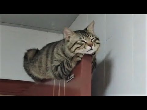 Funny animals - Funny cats / dogs - Funny animal videos 203