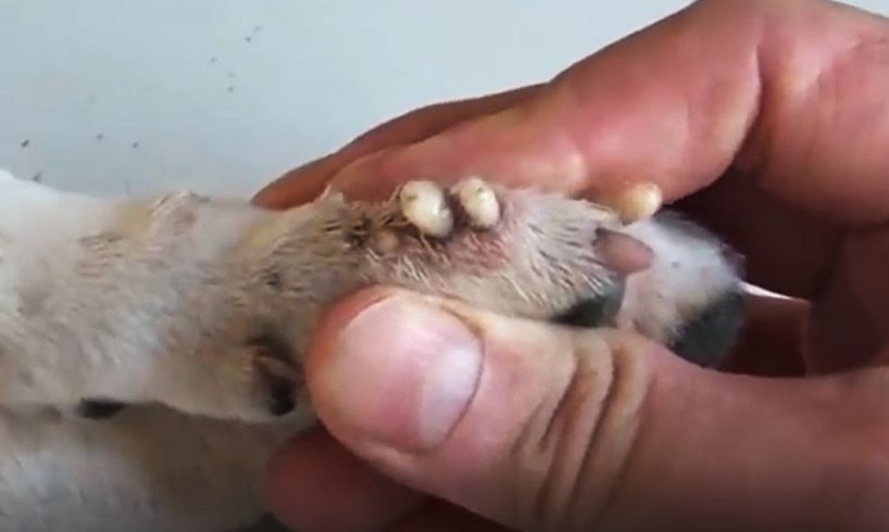 Removing Monster Mango worms From Helpless Dog! Animal Rescue Video 2022 #107