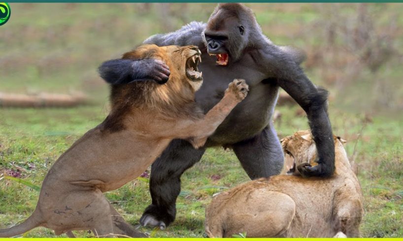 17 Most Merciless Battles Between Wild Animals