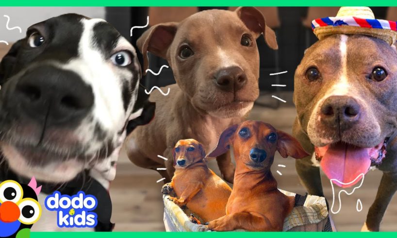 60 Minutes Of The Best And Bravest Dogs | 1 Hour of Animal Videos For Kids | Dodo Kids