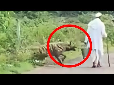 8 Scariest Hyena Encounters That Will Horrify You!