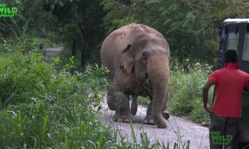 A Rescue Mission by a wildlife team: Humanity at its best, showing what humans can do