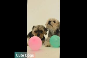 Aww..Cute Dogs & Cutest puppies viedos #2022