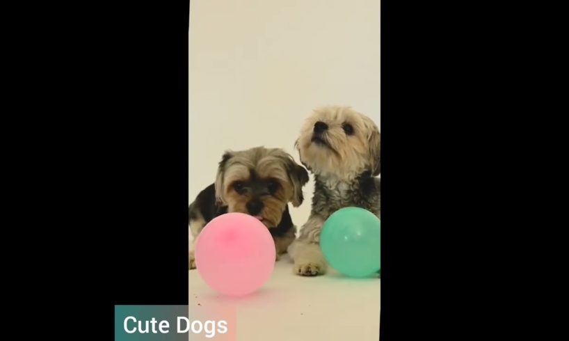 Aww..Cute Dogs & Cutest puppies viedos #2022