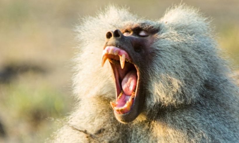 Baboon Troops Clash Over Territory | Life | BBC Earth