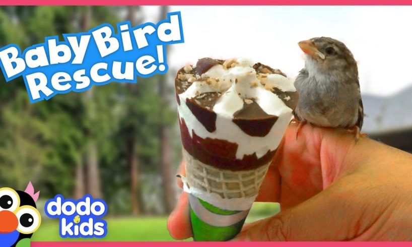 Biker Finds Lost Baby Birds And Teaches Them To Fly! | Rescued! | Dodo Kids