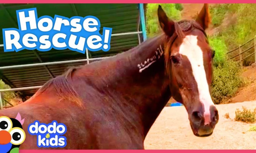 Brave Horse is Determined to Run Again | Animal Videos For Kids | Dodo Kids