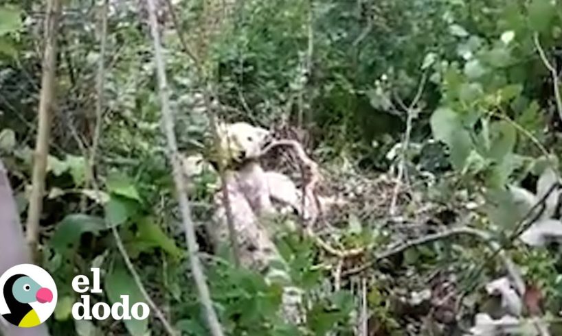 Chico encuentra un perro herido en el bosque que no deja de gruñir | El Dodo