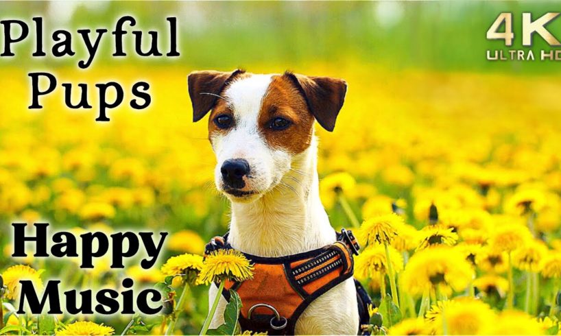 Cute 4K Dogs and Puppy Mood Booster TV Background, Happy Ambient Music - Upbeat Instrumental